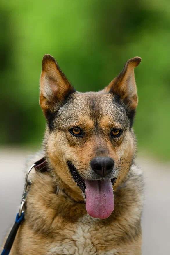 Лиза ждет Вас в приюте!