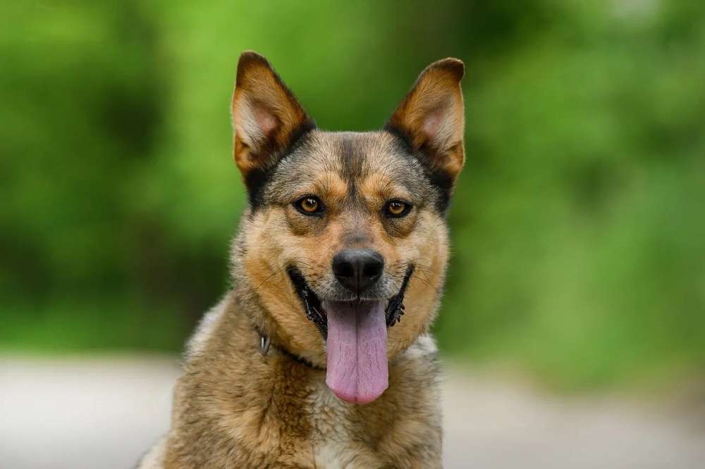 Лиза ждет Вас в приюте!