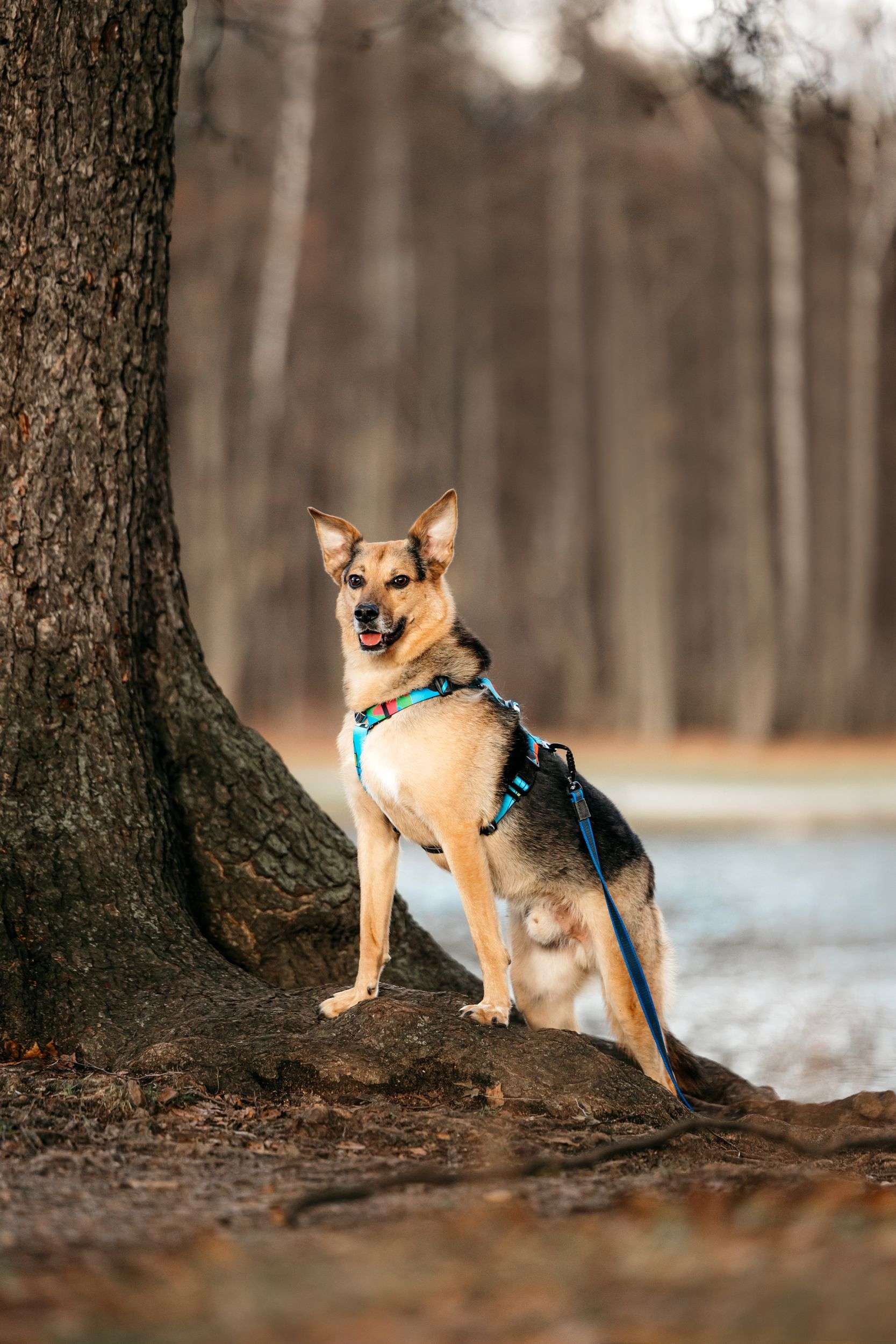 Нежный Читос ищет дом