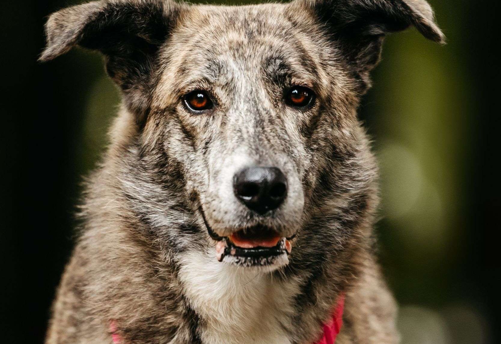 Уникальная Верба в поисках дома