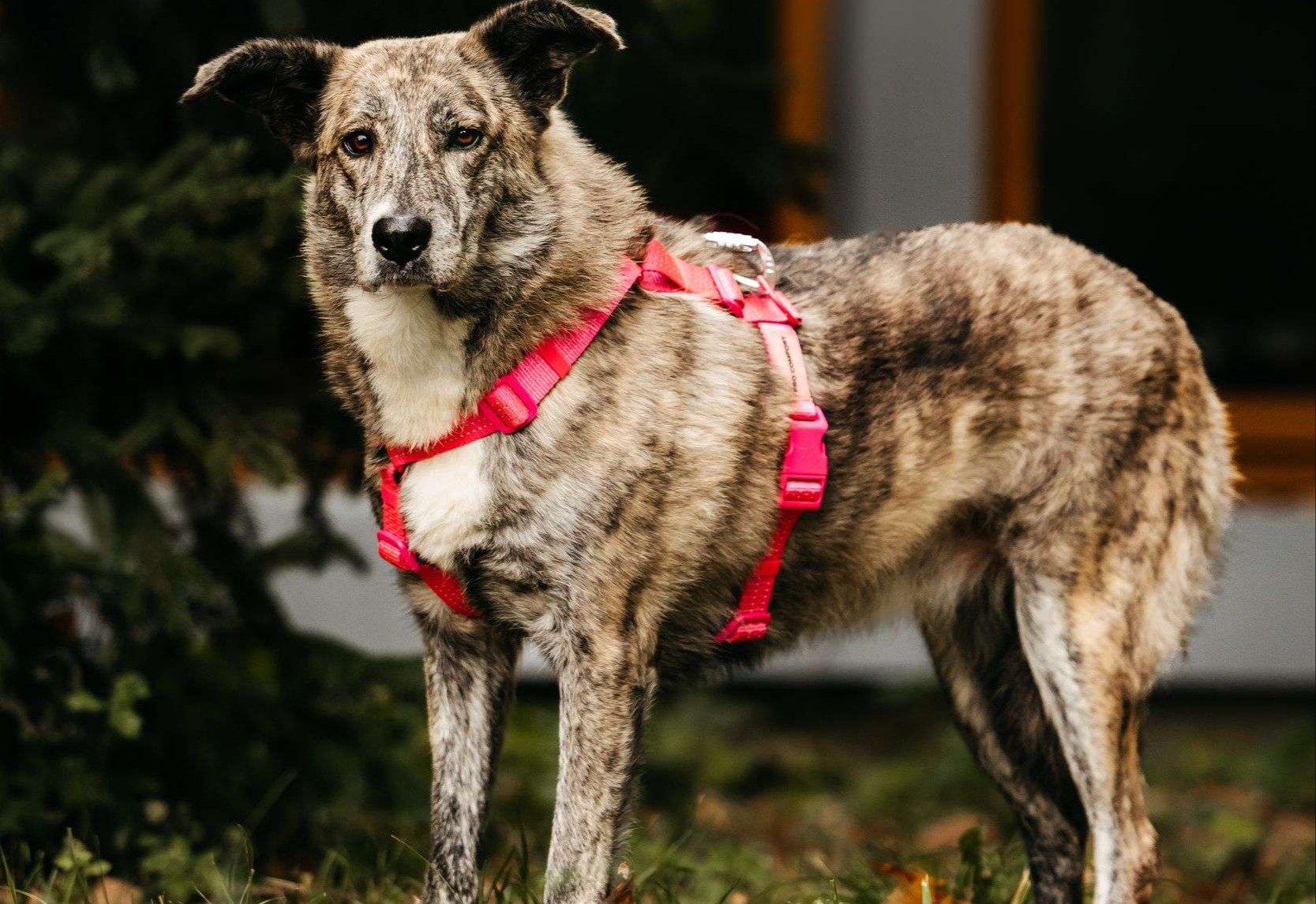 Уникальная Верба в поисках дома