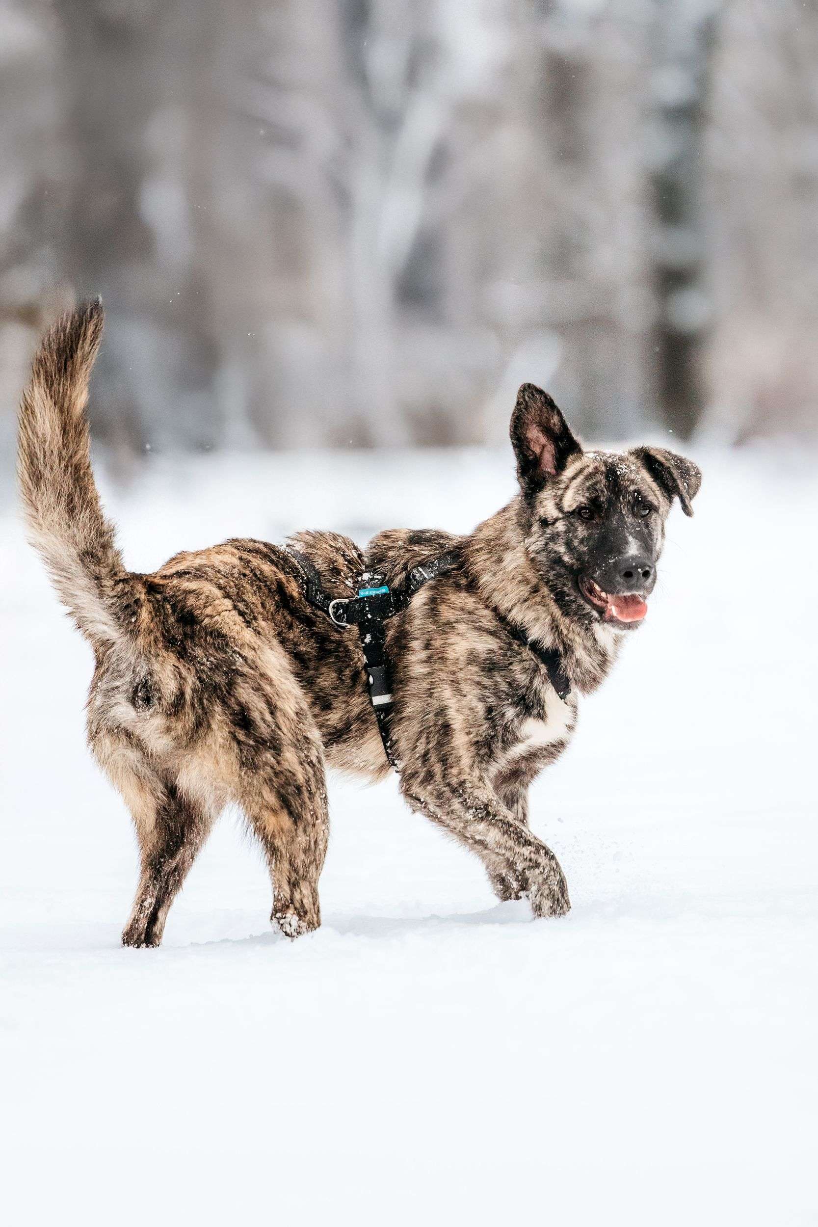 Тигровый Чуни ищет дом