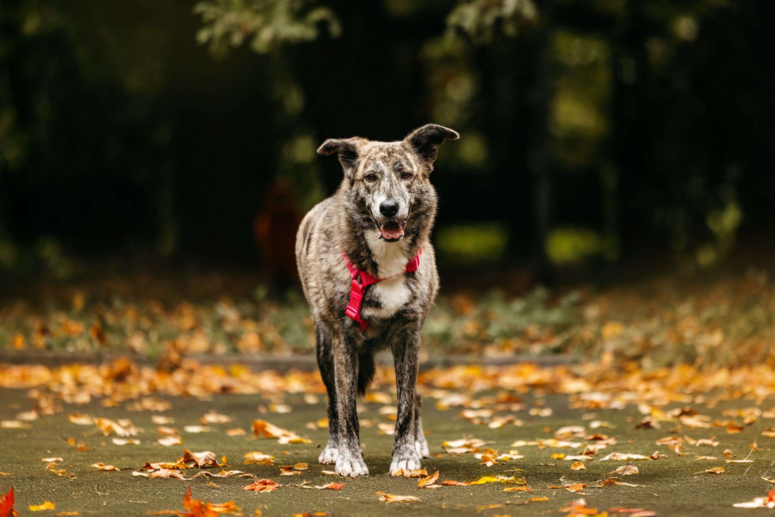 Уникальная Верба в поисках дома