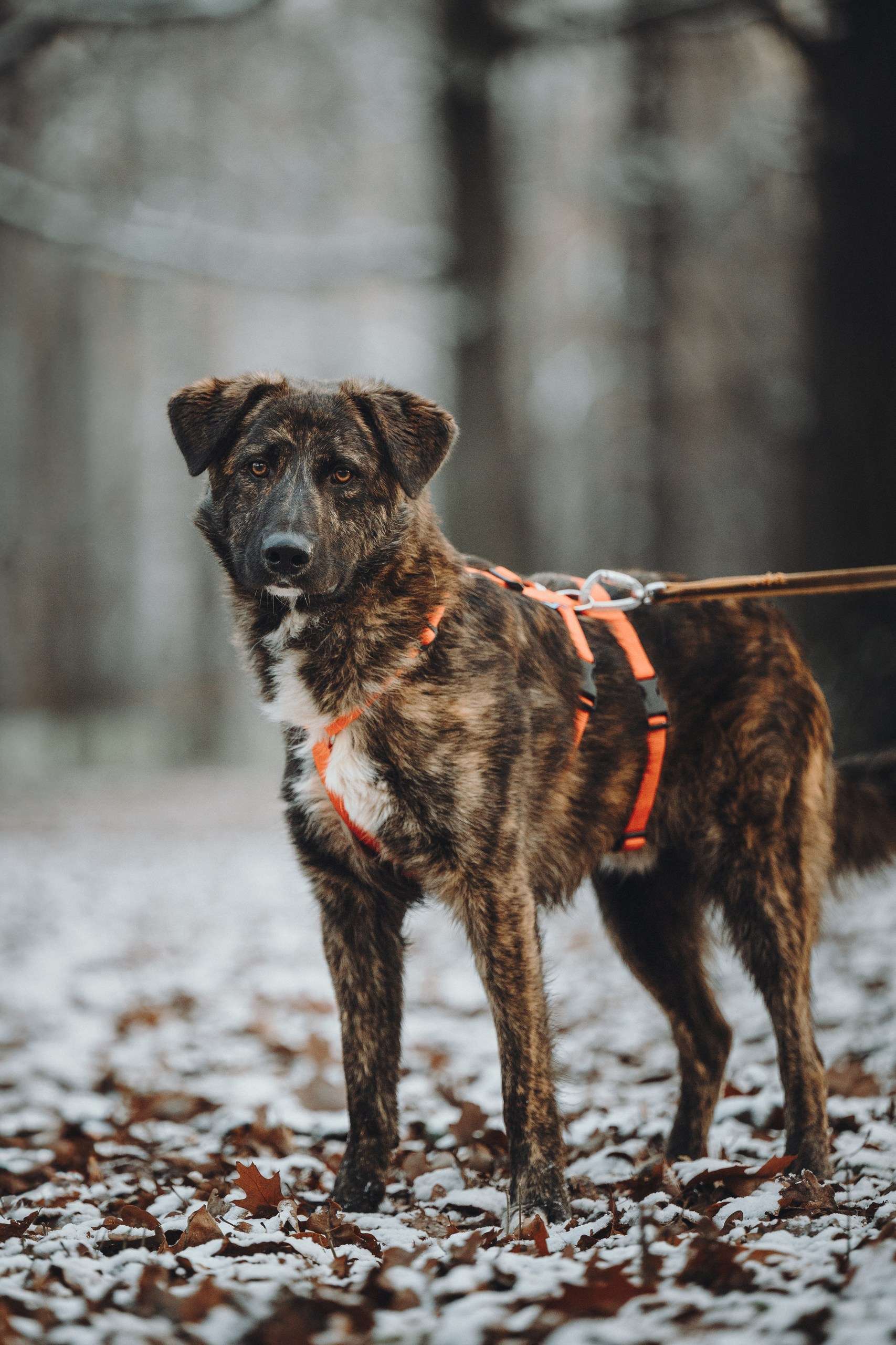 Роскошный Элвин ищет дом!