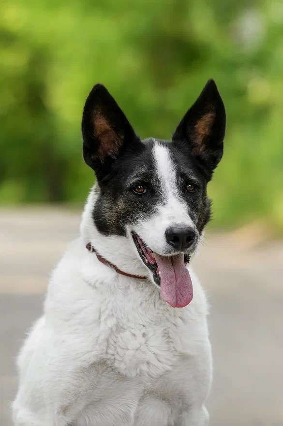 Рорик ждет Вас вприюте!