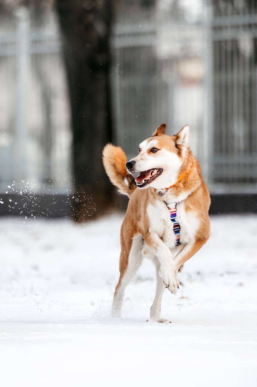 Грациозный Вальс ищет дом