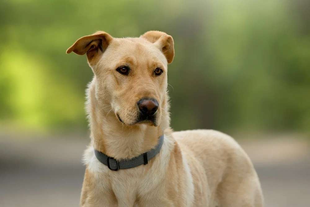 Батон ждет Вас в приюте!