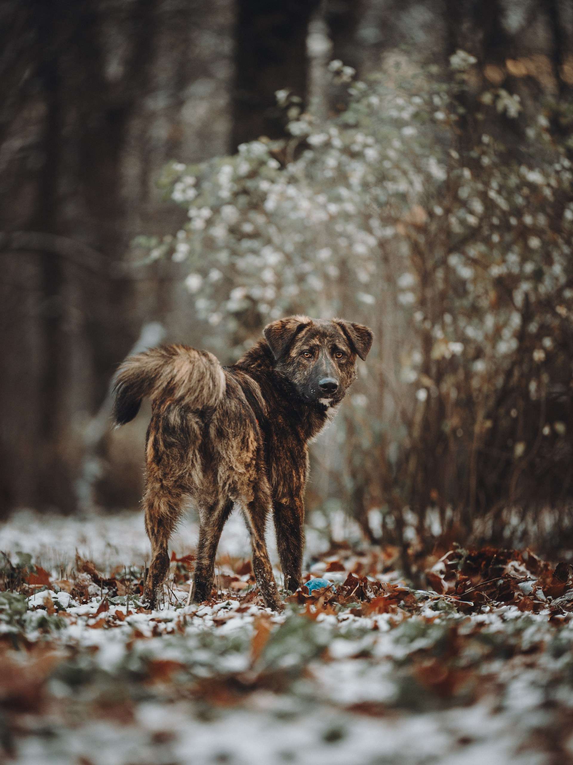 Роскошный Элвин ищет дом!