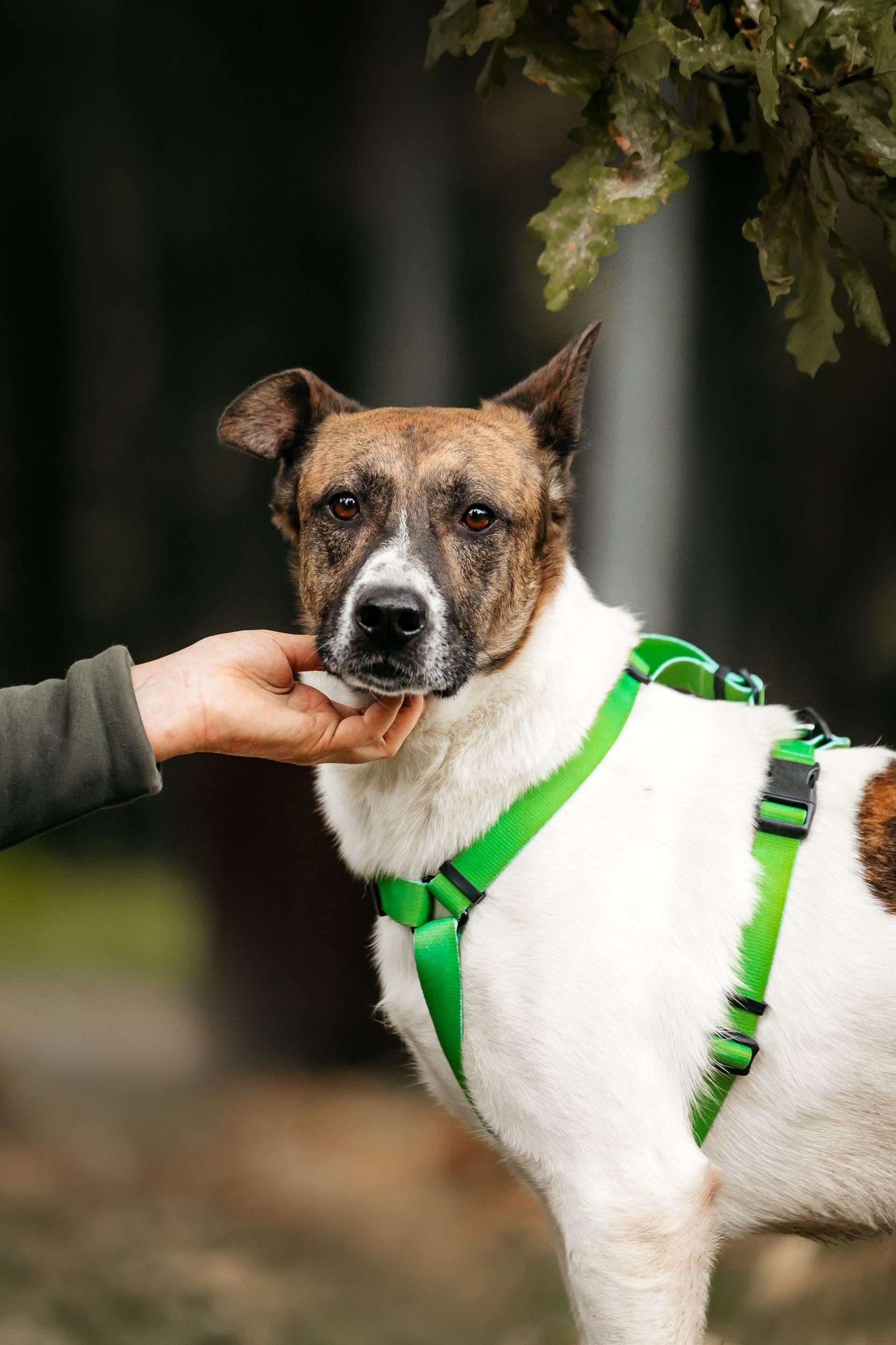 Трогательный собакен ищет дом
