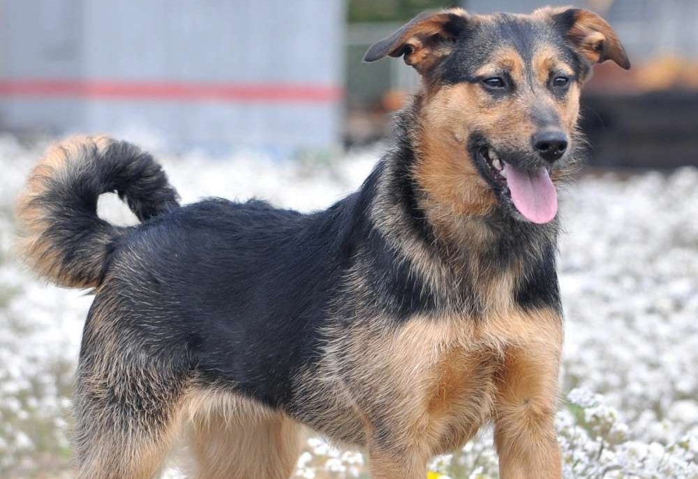 Тайра ждет Вас в приюте!