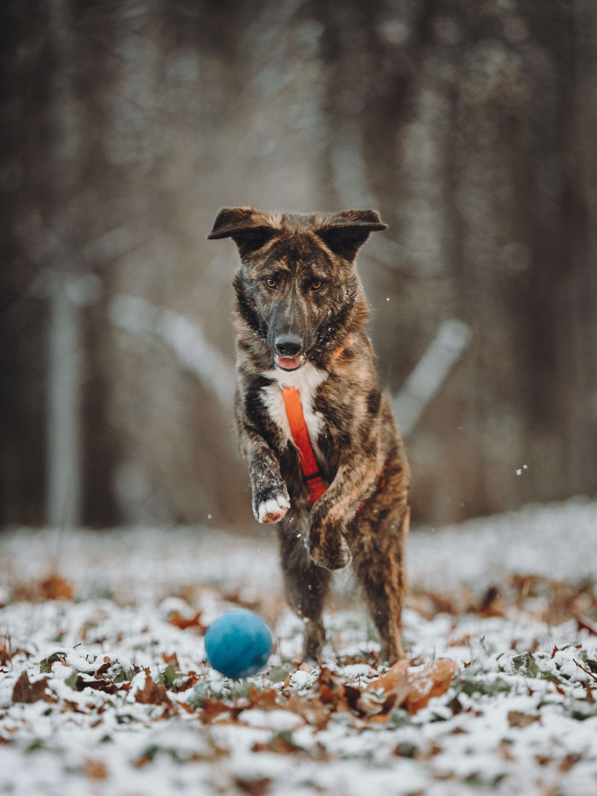 Роскошный Элвин ищет дом!