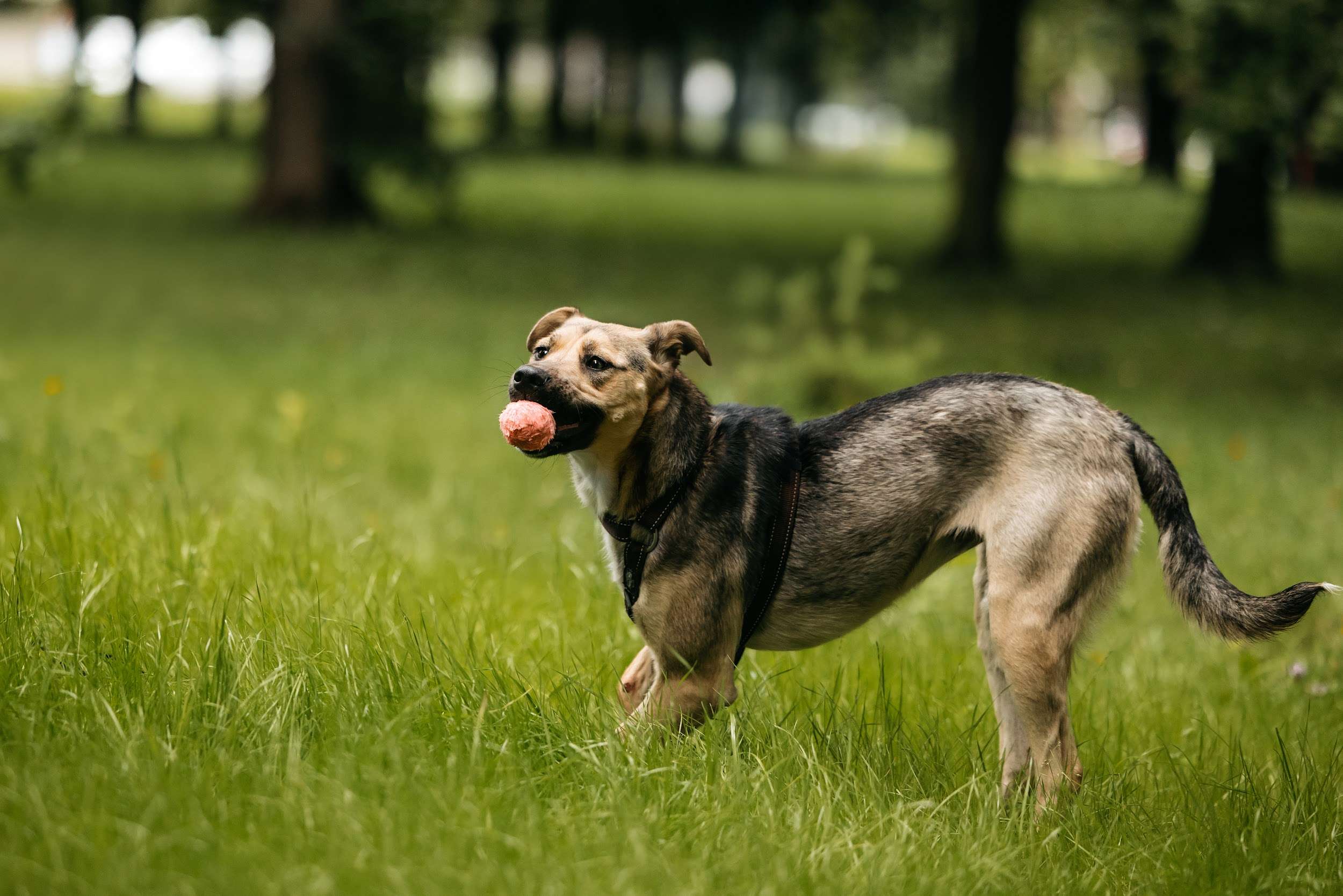 Солнечная Эстер в добрые руки