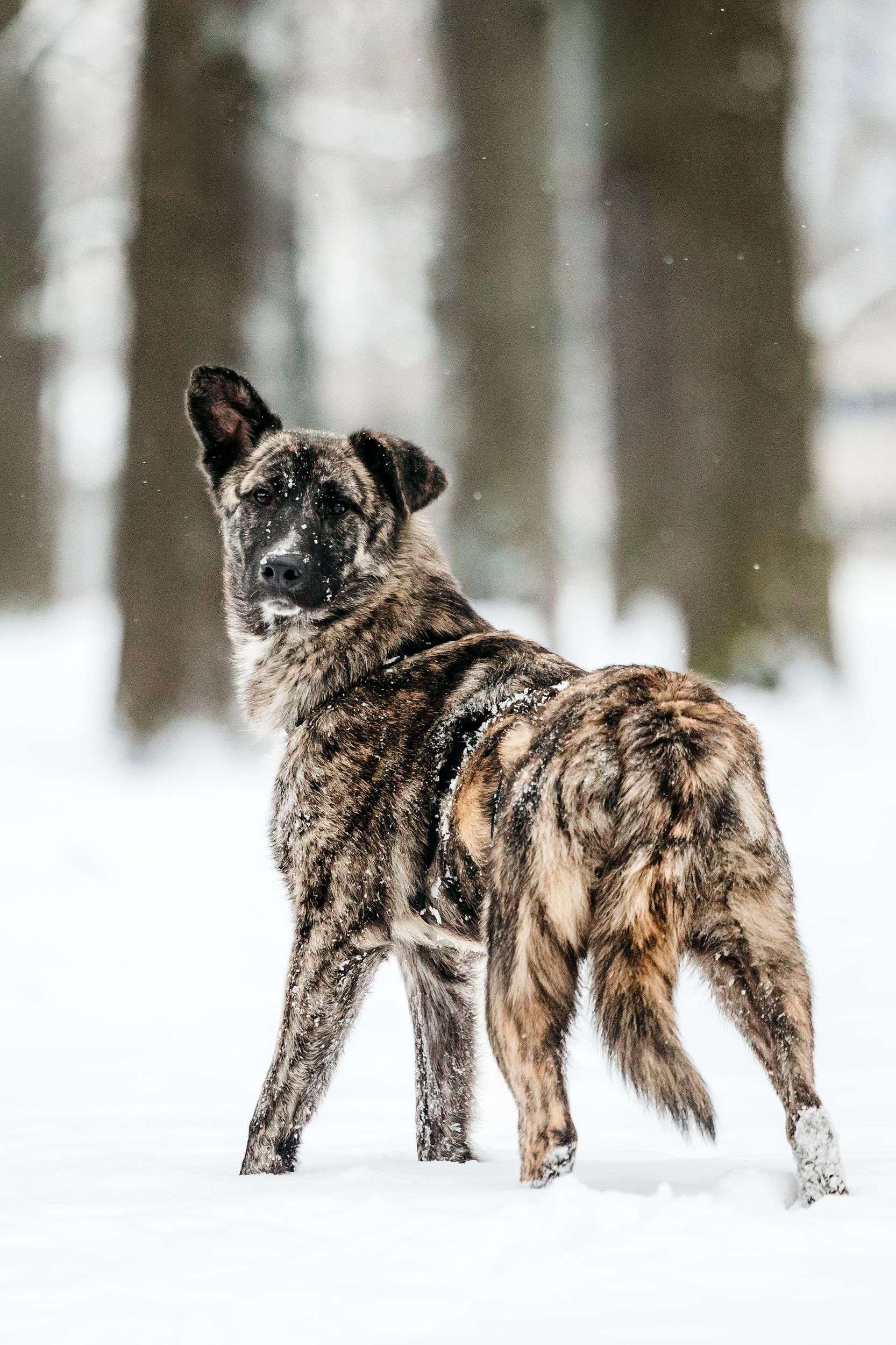 Тигровый Чуни ищет дом