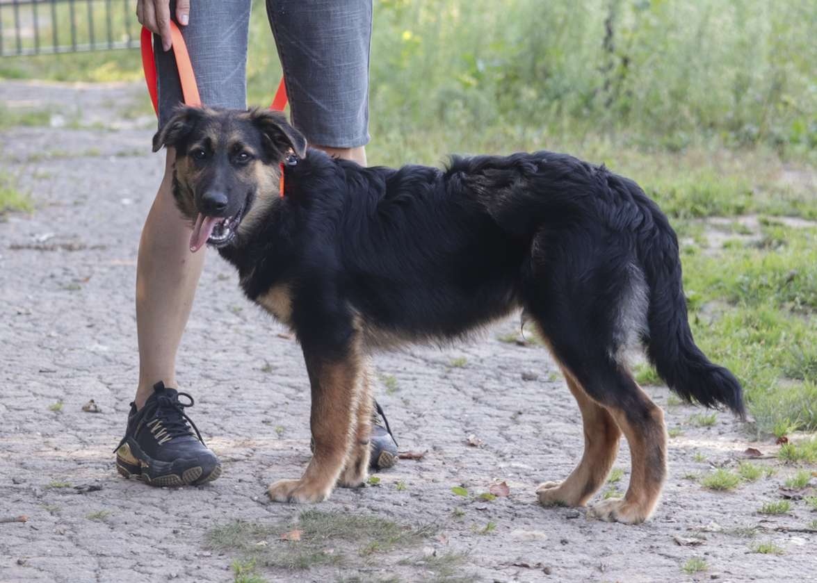 Вилли