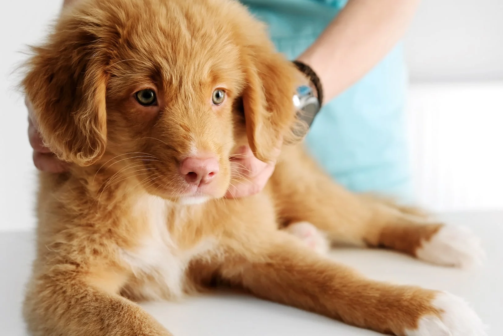 Диагностика и лечение поноса