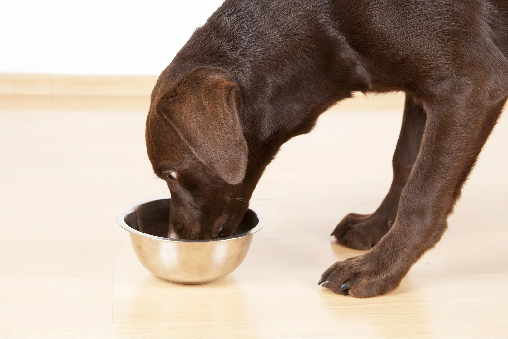 Питание питомца при рвоте