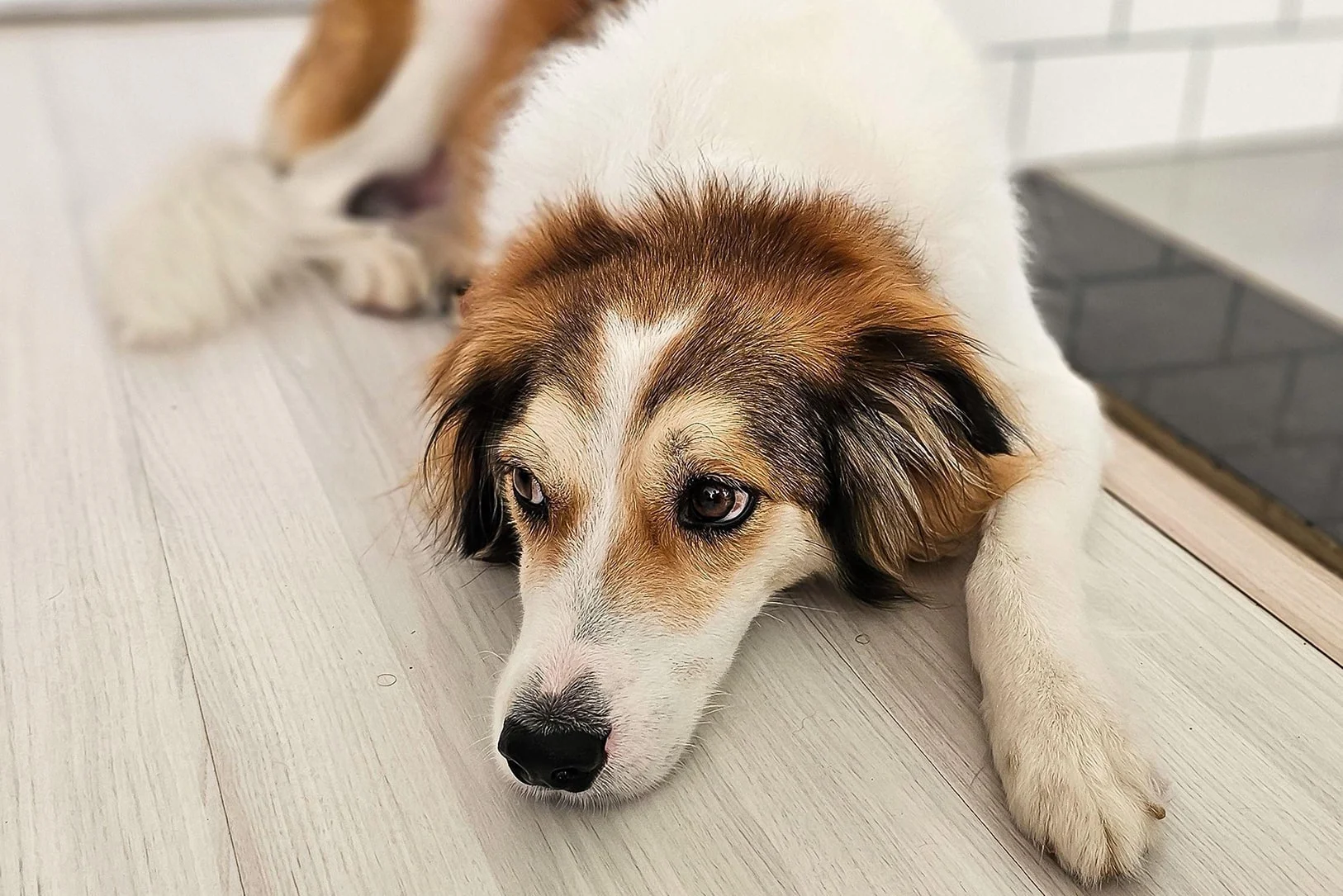 Тошнота и рвота у собак