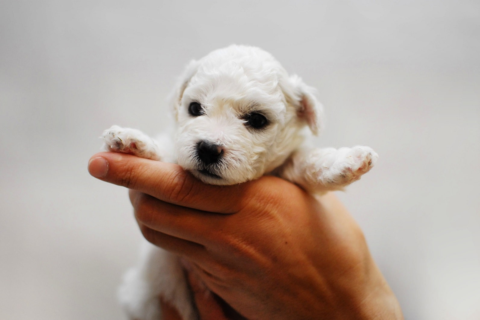 В первые дни щенка в доме постарайтесь быть с ним рядом