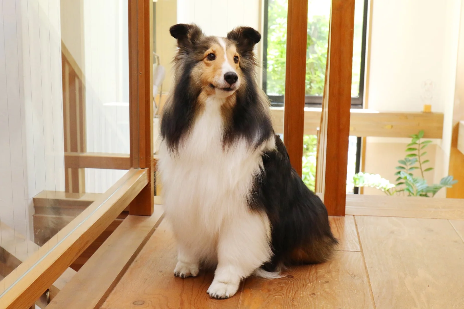 Особенности линьки у разных типов шерсти 