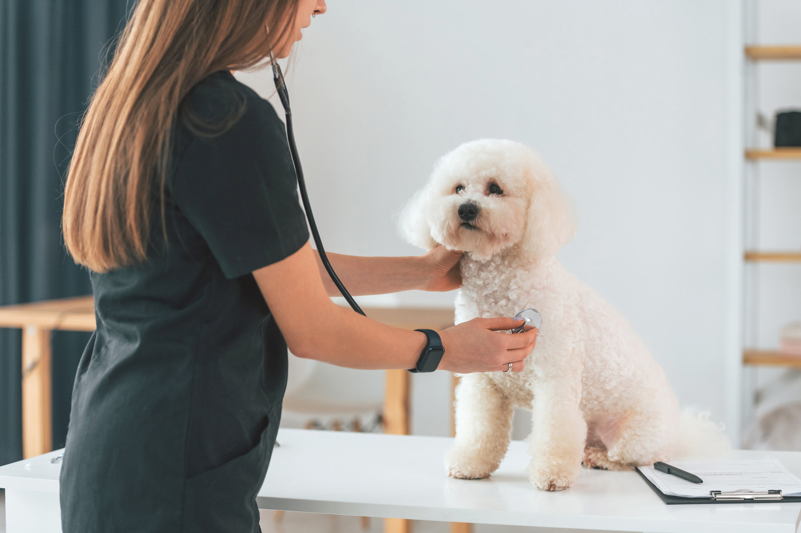 Когда стоит обратиться к ветеринарному врачу