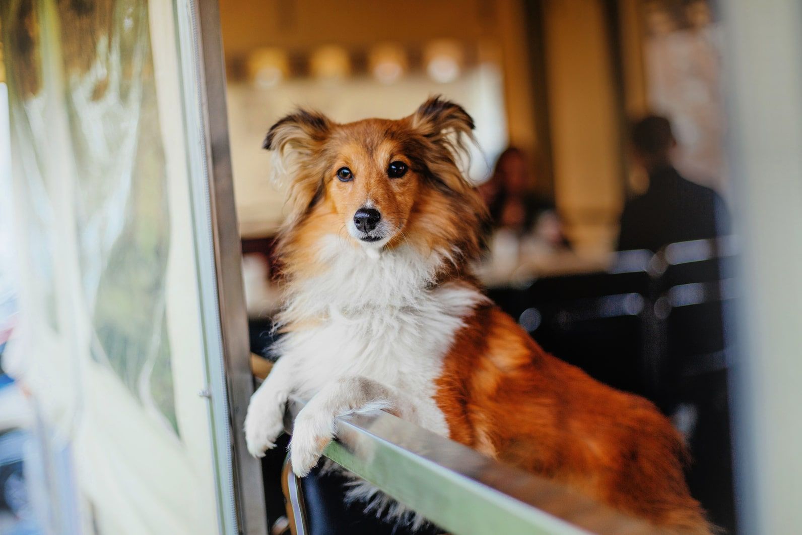 В приюте нельзя взять щенка – только взрослую или пожилую собаку