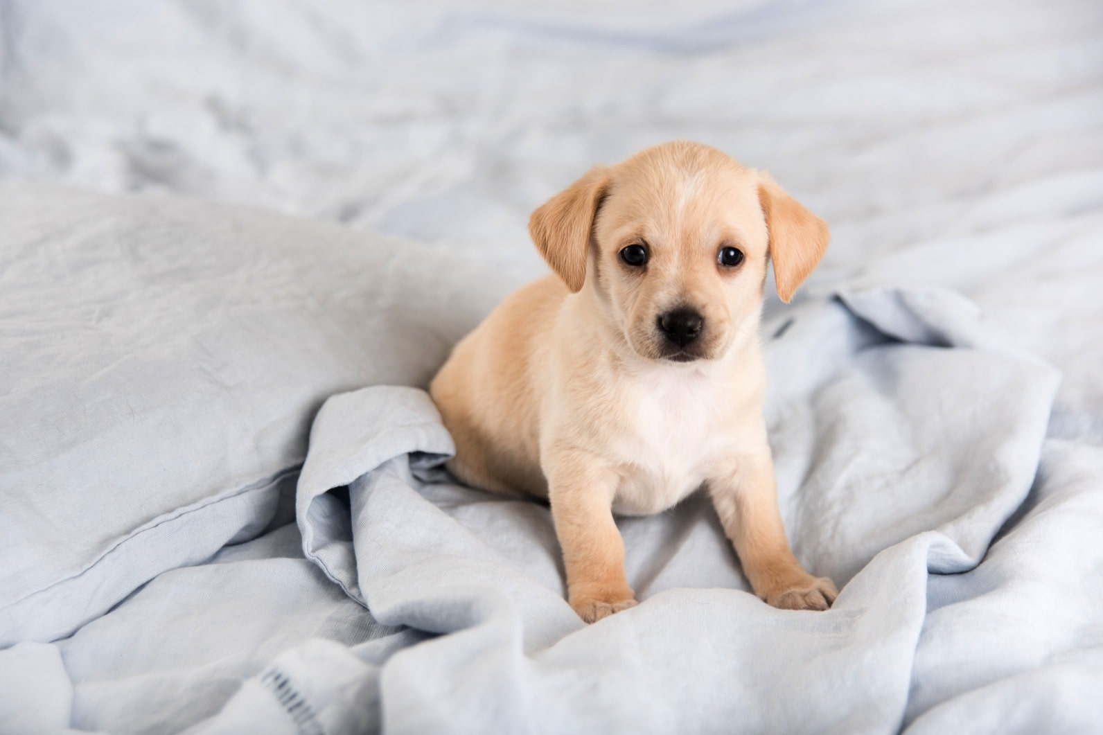 Как приучить щенка оставаться одному дома?