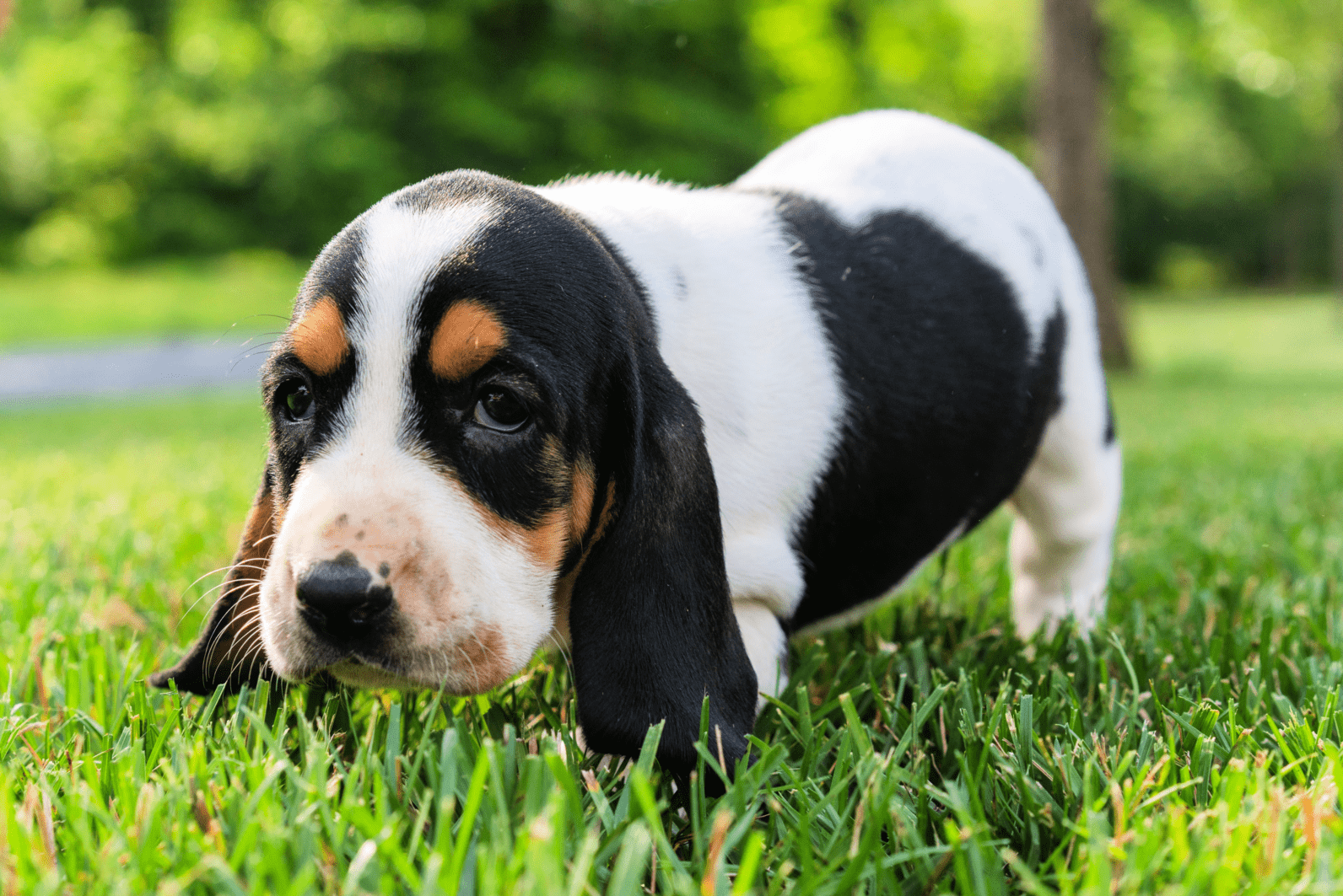 Имя должно быть звучное и легкое для восприятия собакой.