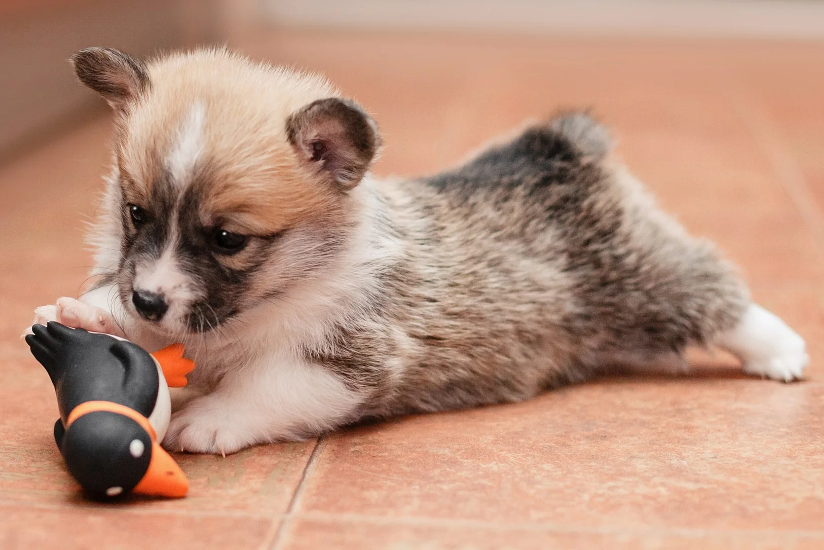 Потребности щенка