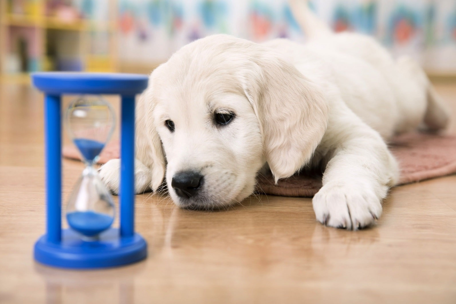 Многое зависит от возраста щенка