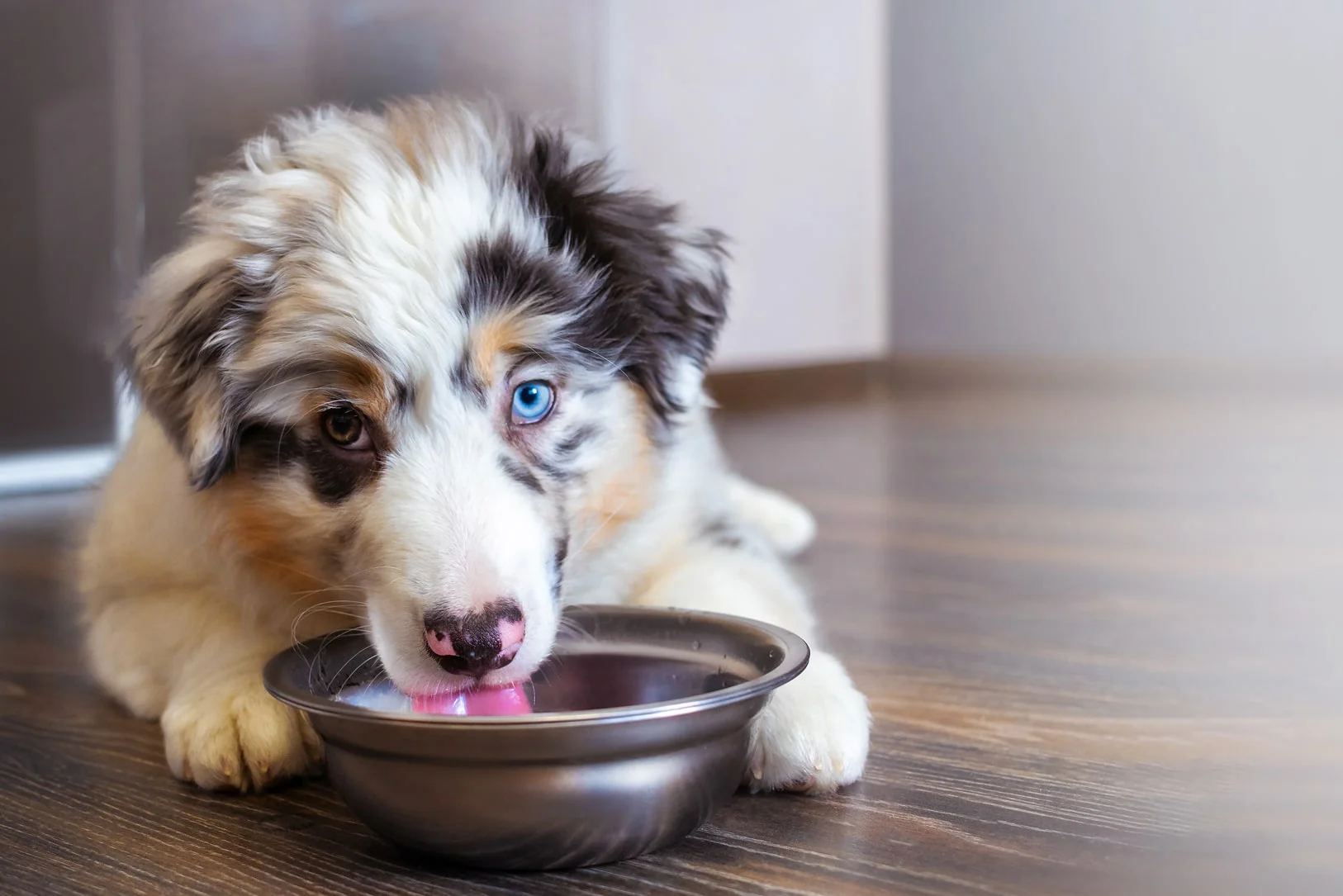 Кисломолочные продукты для щенка