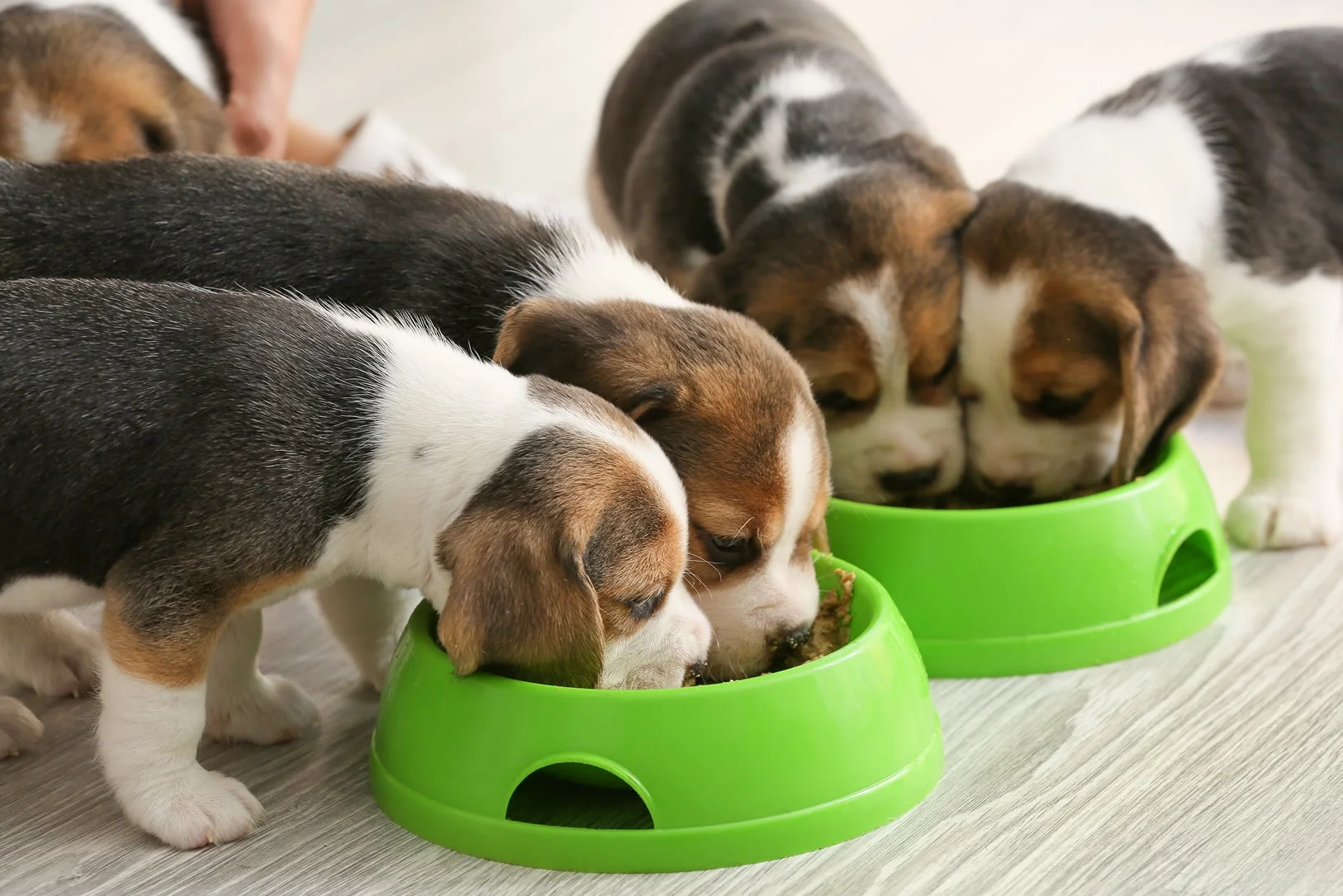 Чем кормить щенка?