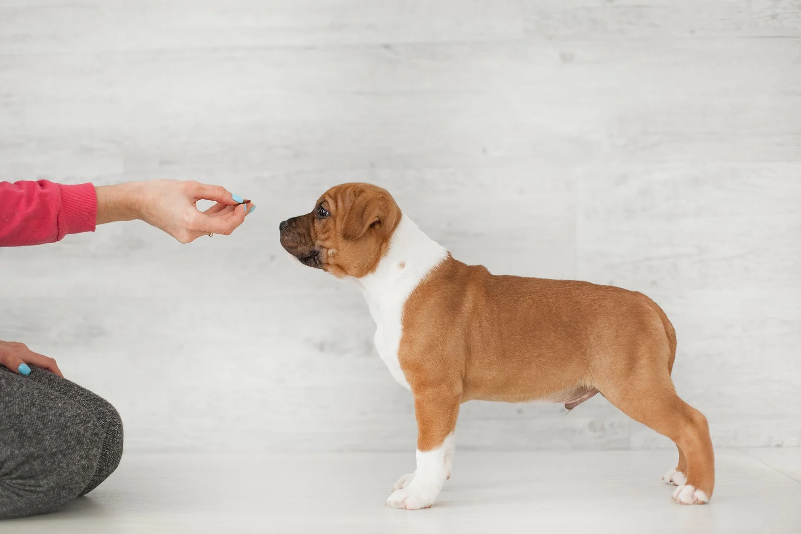 Дрессировка щенка 