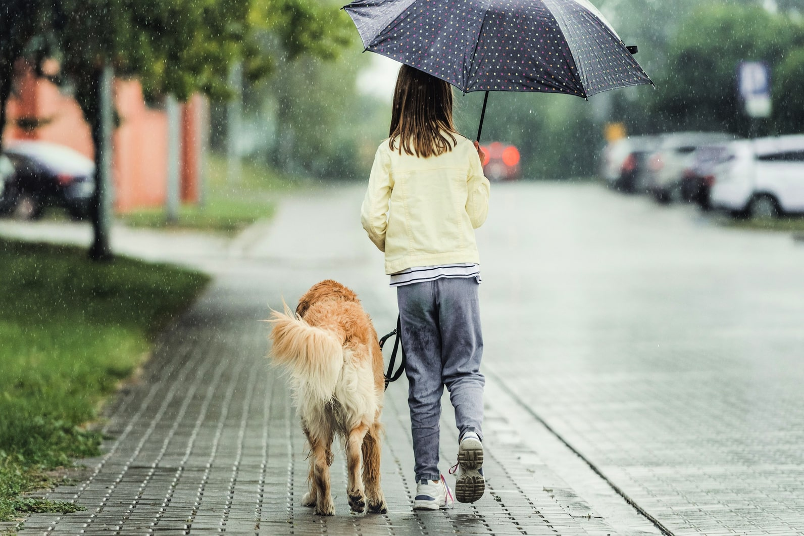 Негативный опыт собаки