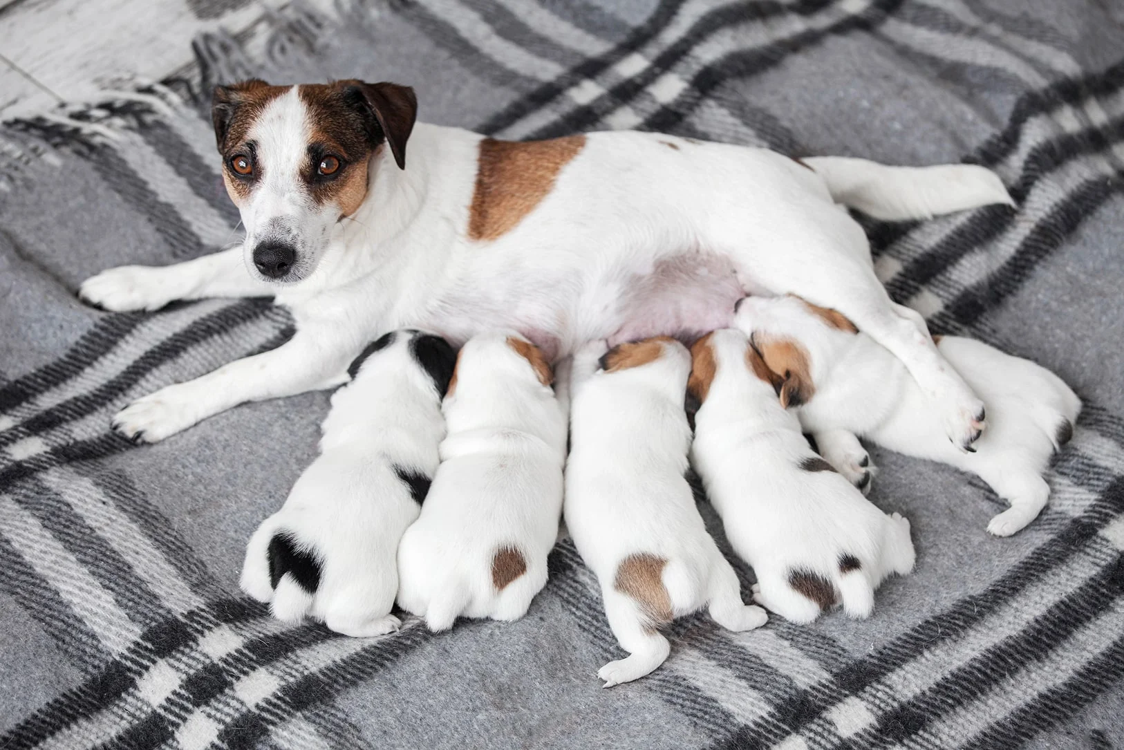 Особенности пищеварения щенков