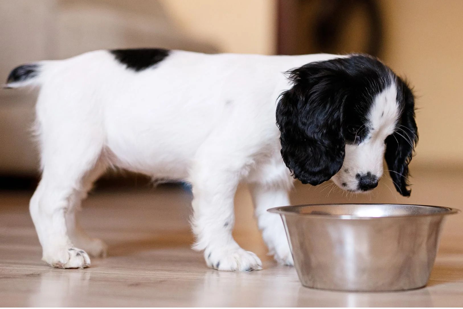 Корм не подходит щенку 