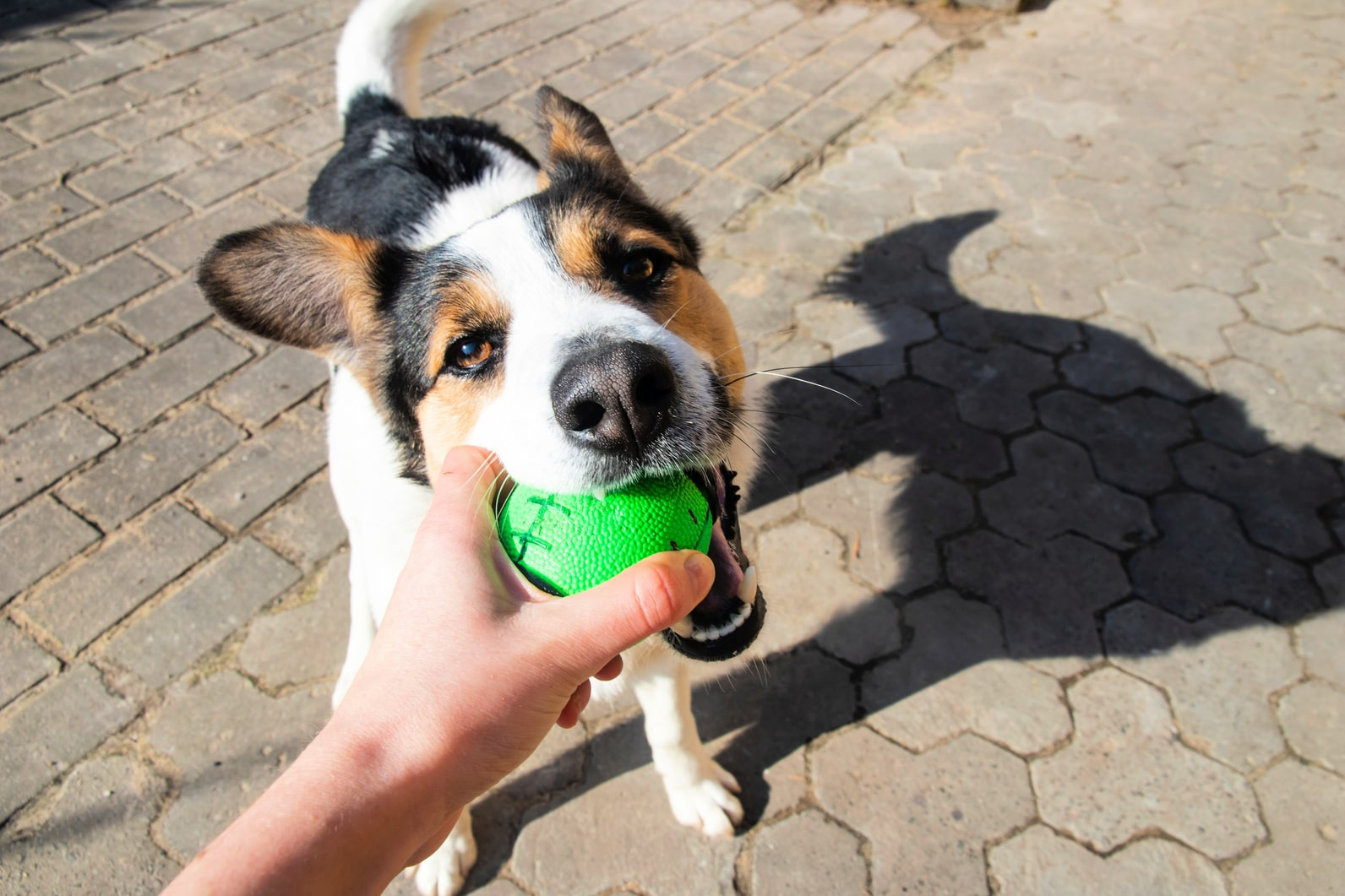 С другими собаками