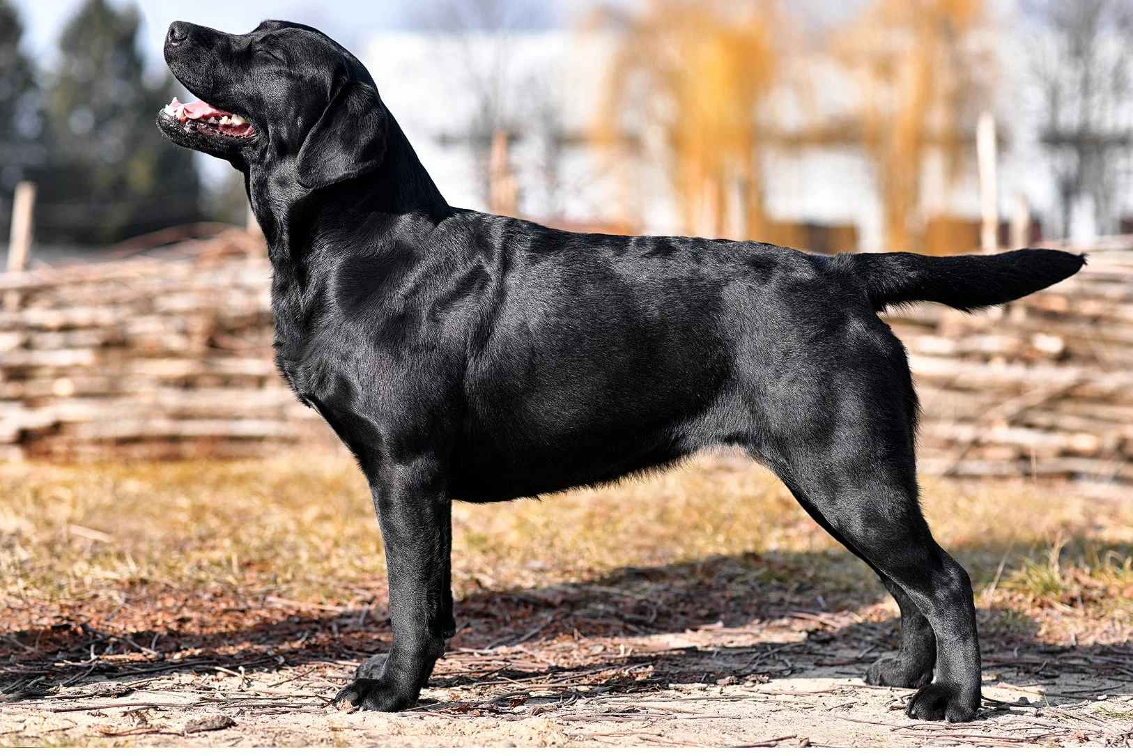 Имя для черной собаки