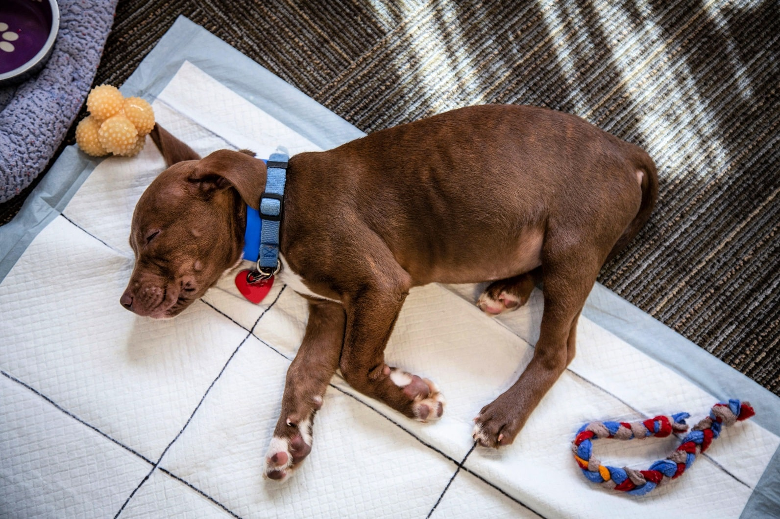 Обеспечьте малыша водой, лакомством и игрушками