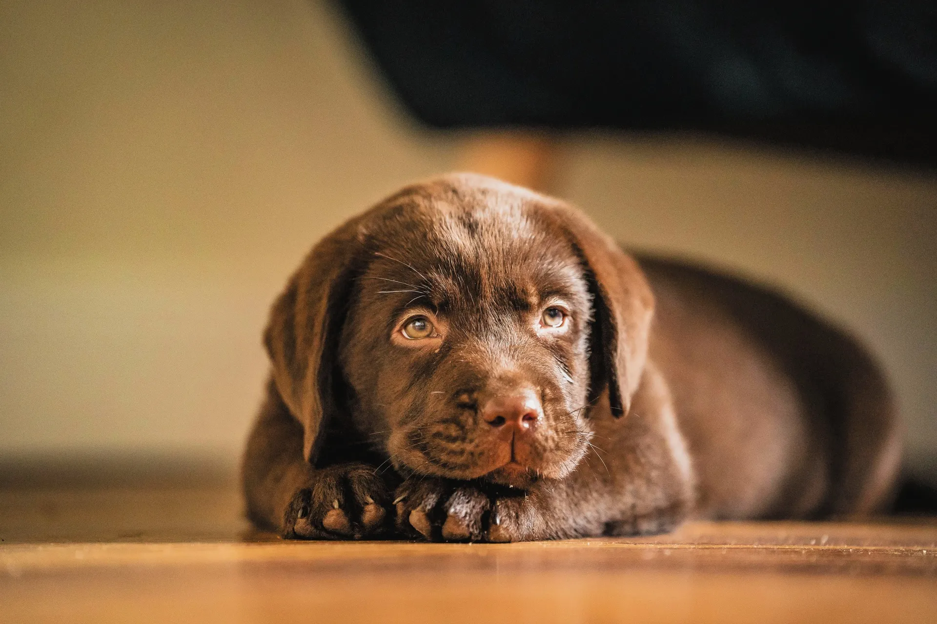 Перевод питомца на новый корм