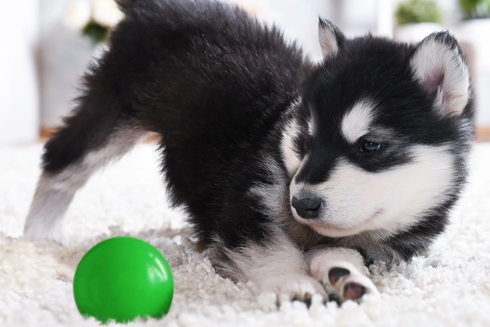 Развитие щенка