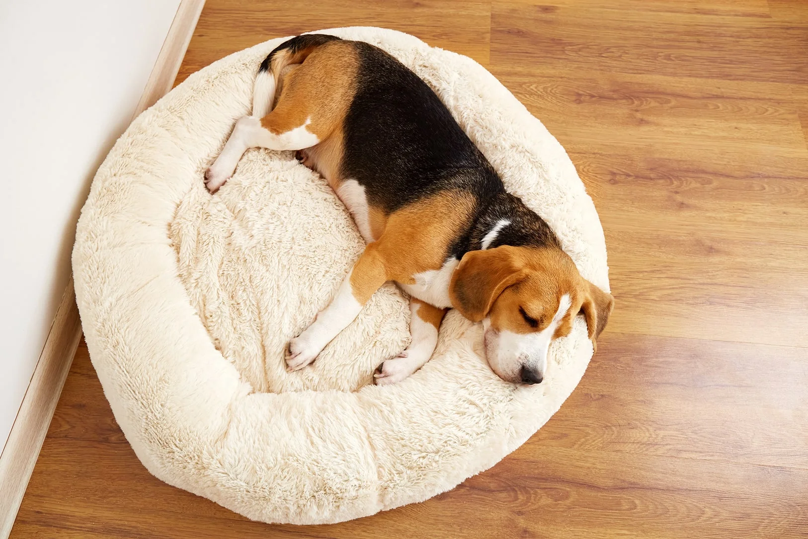 Симптомы рвоты у собак