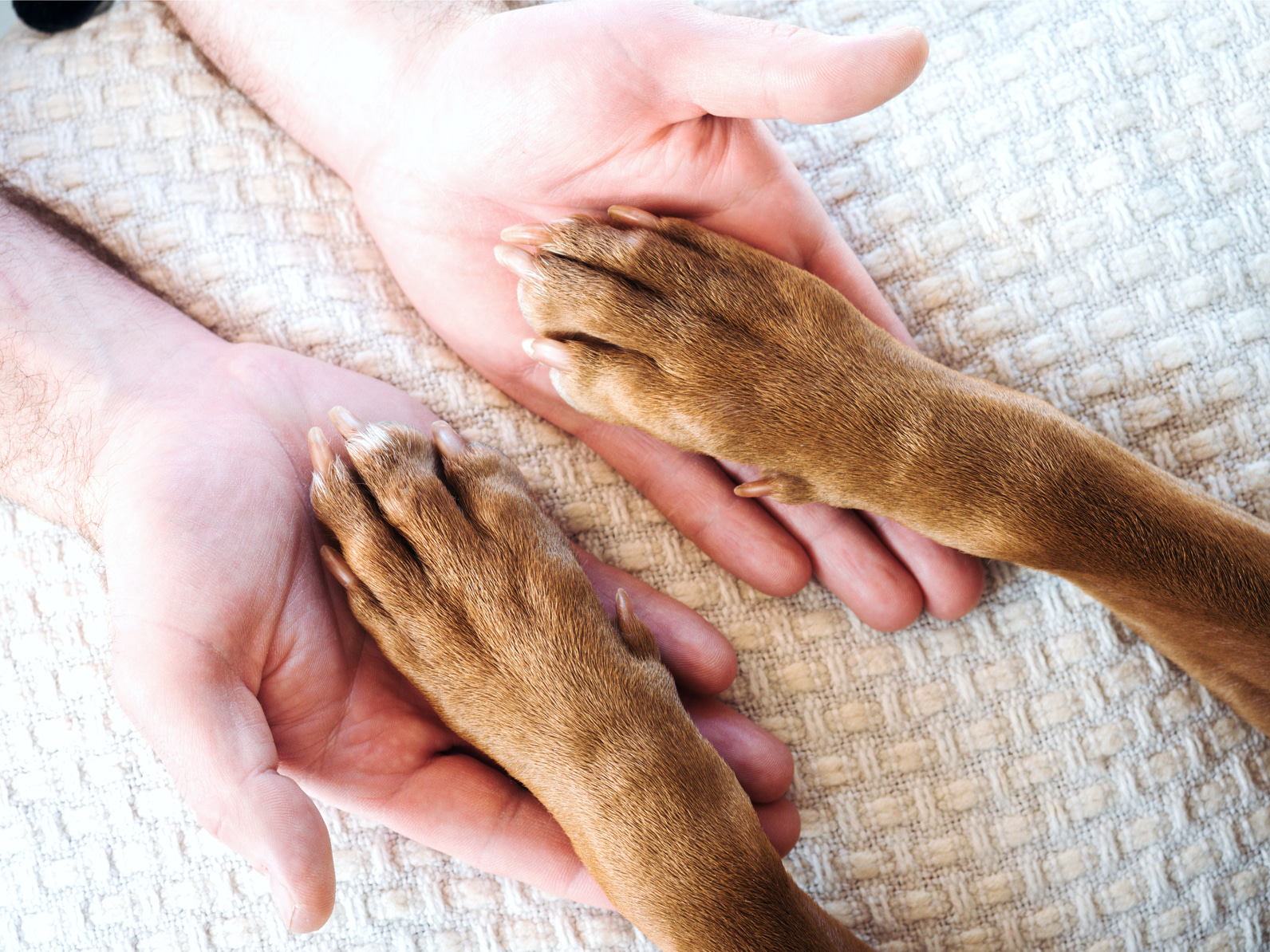 Умеют ли собаки прощать?