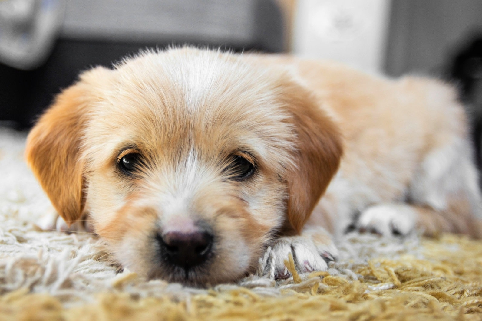 Постепенно приучайте щенка оставаться одному