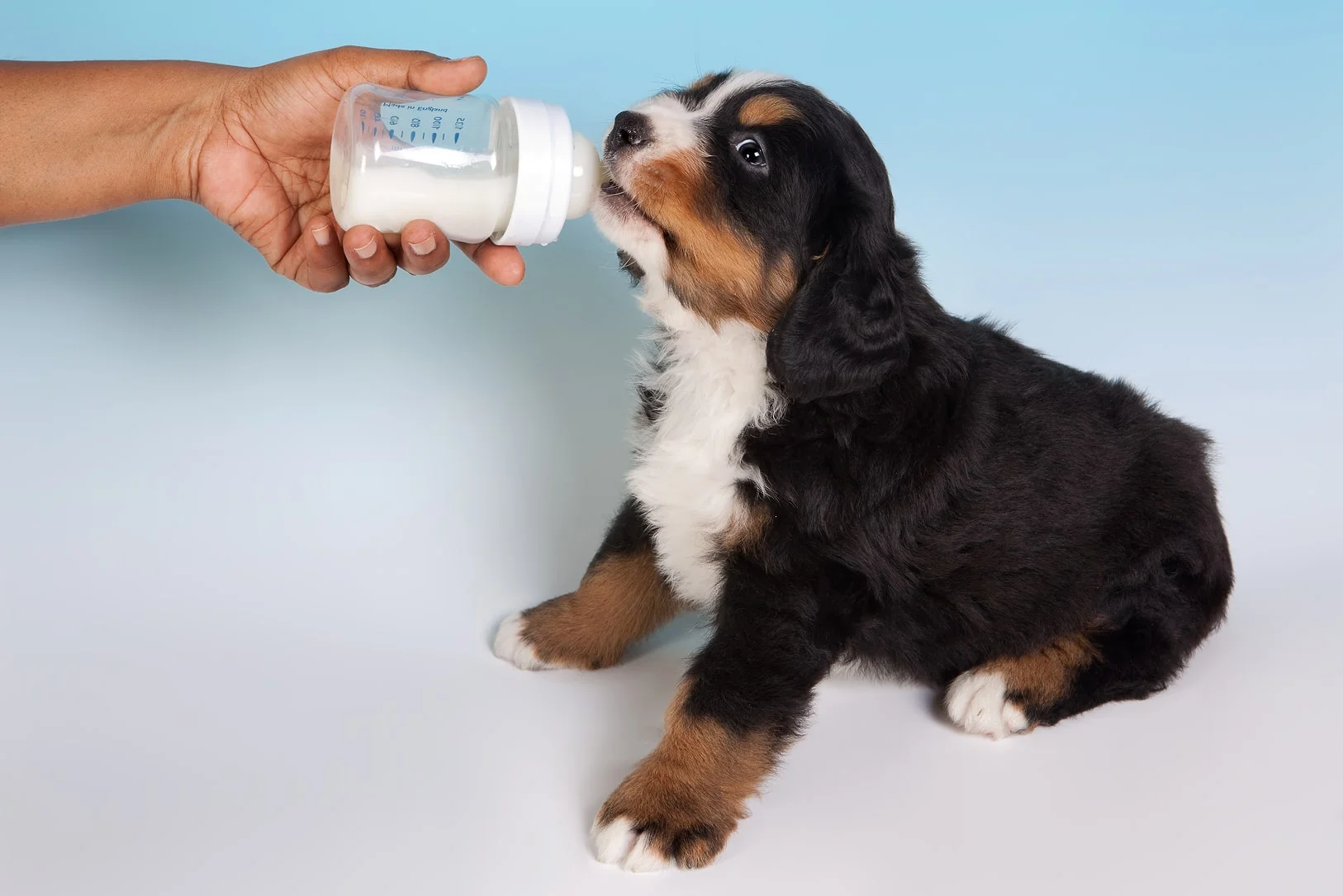 Молоко для щенков