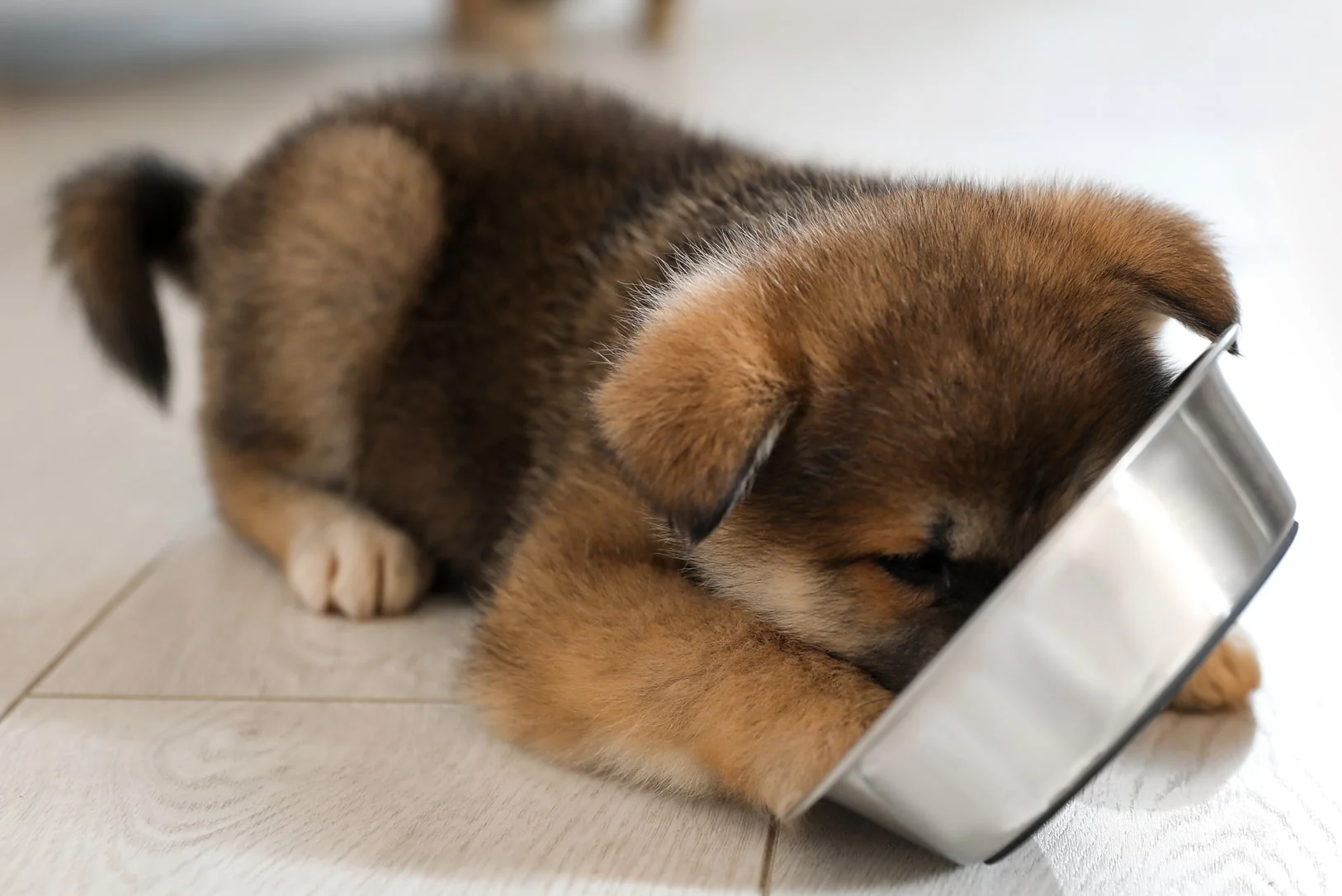 Кормление щенка 