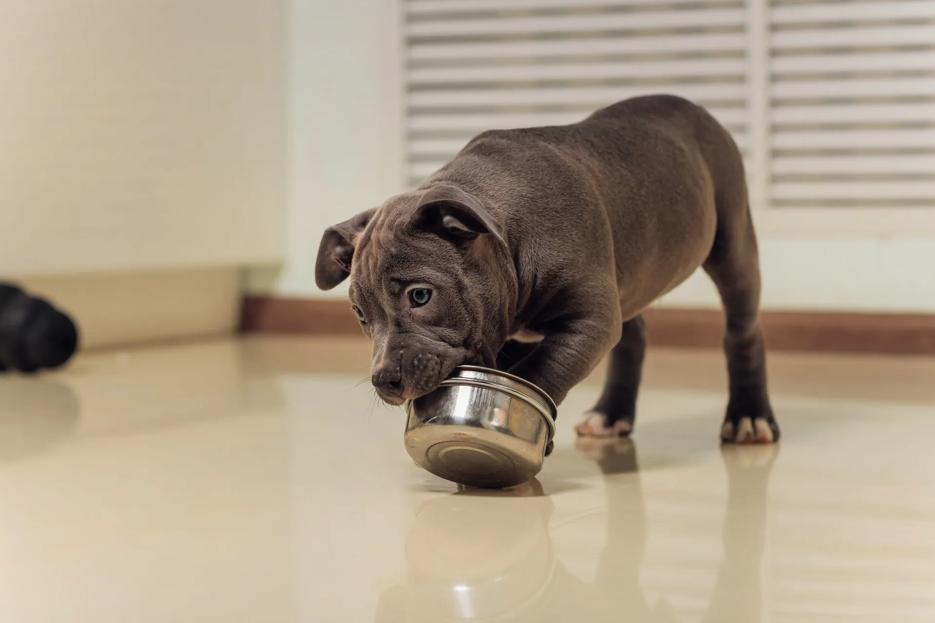 Переход собаки на другой корм