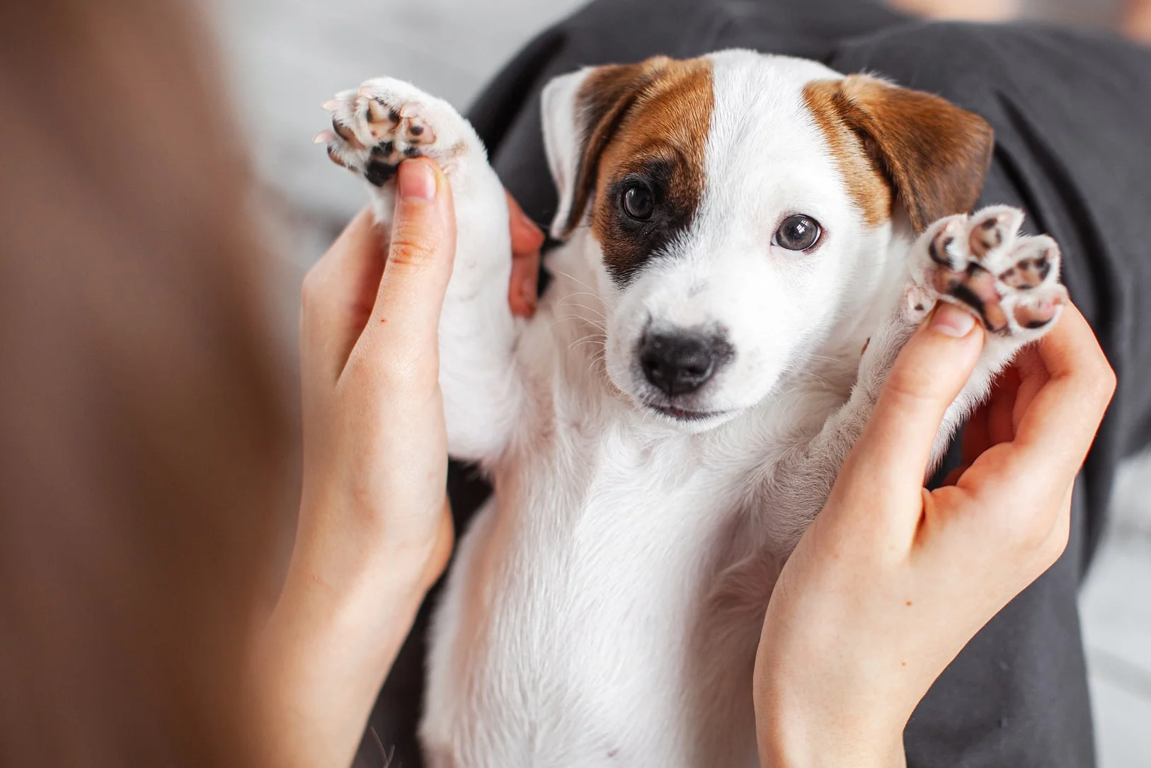 Физический контакт с щенком 