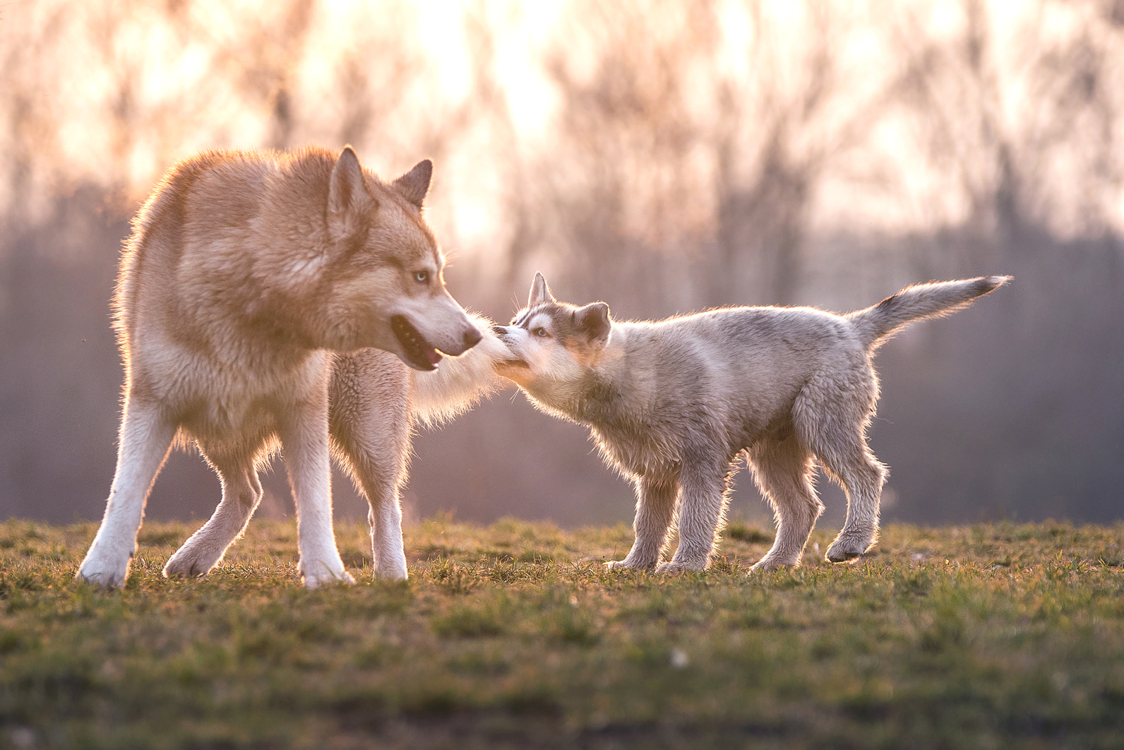 Проявление охотничьего инстинкта