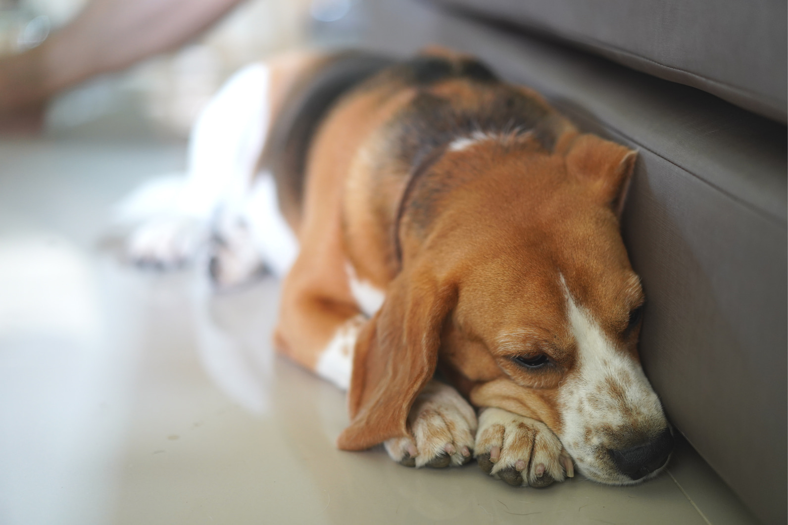 Почему собаки перестают доверять?