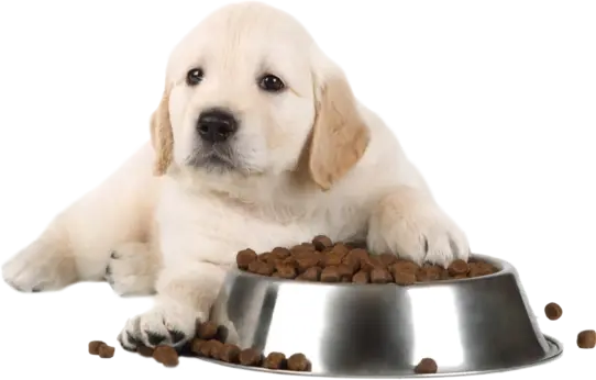 Мясо в корме PEDIGREE®